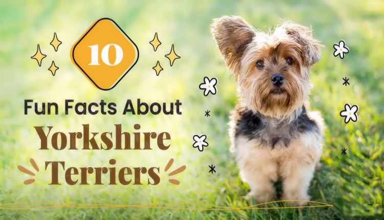 Top 10 Yorkshire Terrier Tips