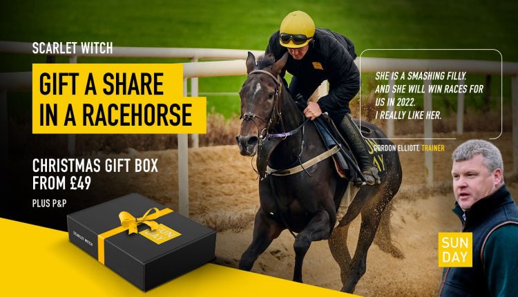 All About Sundays Racehorse listed with PrimeSiteUK.Com