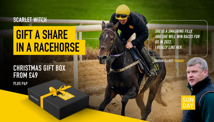 All About Sundays Racehorse listed with PrimeSiteUK.Com