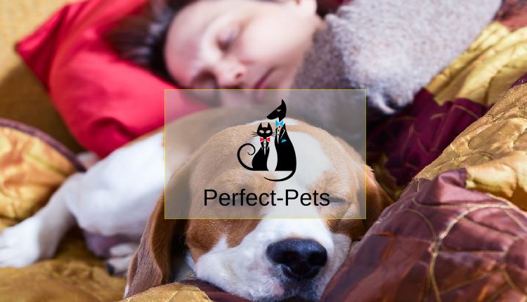 Perfect Pets Books listed on PrimeSiteUK.Com